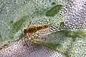 Acentrella nadineae - photo 3