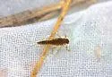 Acentrella nadineae - photo 4