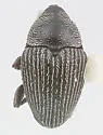 Acentrinops brevicollis