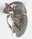 Acentrinops brevicollis - photo 2