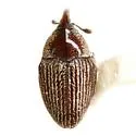 Acentrinops brevicollis - photo 3