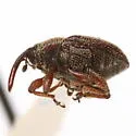 Acentrinops brevicollis - photo 4