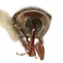 Acentrinops brevicollis - photo 5