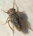 American Clover Leafhopper