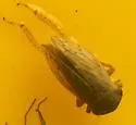 American Clover Leafhopper - photo 2