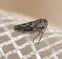 American Clover Leafhopper - photo 3