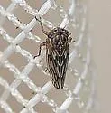 American Clover Leafhopper - photo 4