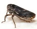 American Clover Leafhopper - photo 5
