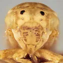 Aceratagallia calcaris - photo 3