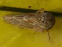 Aceratagallia californica - photo 4