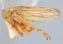Aceratagallia coma