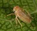 Aceratagallia cristula