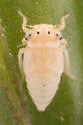 Aceratagallia cristula - photo 2