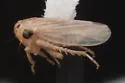 Aceratagallia cristula - photo 4
