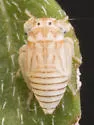 Aceratagallia cristula - photo 5