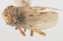 Aceratagallia gallus - Aceratagallia gallus