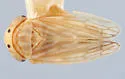 Aceratagallia harrisi - photo 3