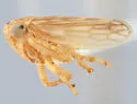 Aceratagallia harrisi - photo 4