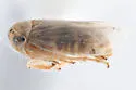 Aceratagallia inconspicua - Aceratagallia inconspicua