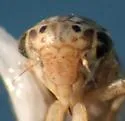Aceratagallia longula - Aceratagallia longula