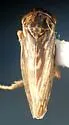 Aceratagallia longula - photo 2
