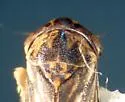 Aceratagallia longula - photo 3
