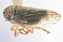 Aceratagallia lophia - Aceratagallia lophia