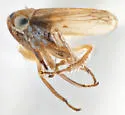 Aceratagallia nana - Aceratagallia nana