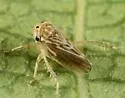 Aceratagallia nanella