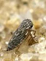 Aceratagallia robusta - Aceratagallia robusta
