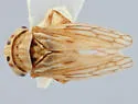 Aceratagallia robusta - photo 4