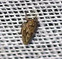 Clover Leafhopper
