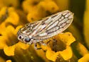 Clover Leafhopper - photo 2