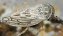 Clover Leafhopper - photo 3