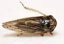 Clover Leafhopper - photo 4