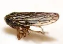 Clover Leafhopper - photo 5