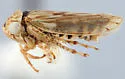 Aceratagallia semiarida - Aceratagallia semiarida
