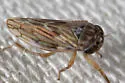 Aceratagallia uhleri