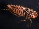 Aceratagallia uhleri - photo 4