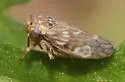 Aceratagallia uhleri - photo 5
