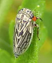 Aceratagallia viator - Aceratagallia viator