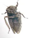 Aceratagallia viator - photo 3