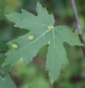 Aceria aceris