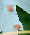 Aceria aceris - photo 2