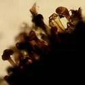 Aceria aceris - photo 4