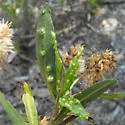 Aceria baccharices