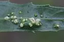 Aceria baccharices - photo 2