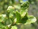 Baccharis Leaf Blister Mite