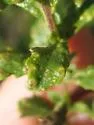 Baccharis Leaf Blister Mite - photo 2