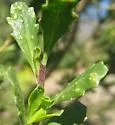 Baccharis Leaf Blister Mite - photo 3